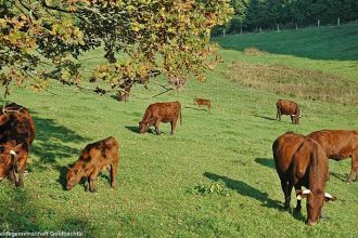 1 Rotes Hoehenvieh im Goldbachtal